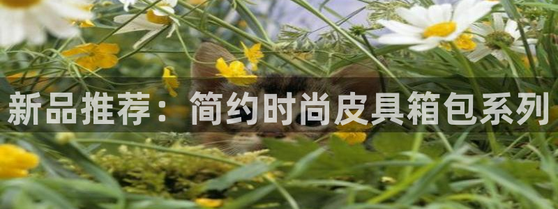 qq飞车琳琅娱乐组